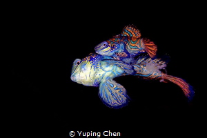 Passionate Love/Lembeh strait, Indonesia, Canon 5D MarkII... by Yuping Chen 